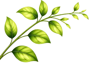 Daun Kiri